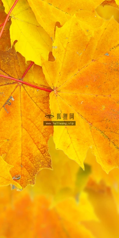 【12991】植物壁纸  2K 高清壁纸2560_1600@青蛙壁纸-笨猫小站