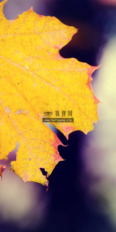 【12994】植物壁纸  2K 高清壁纸2560_1600@青蛙壁纸-笨猫小站