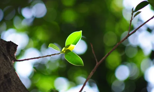 【12996】植物壁纸  2K 高清壁纸2560_1600@青蛙壁纸-笨猫小站