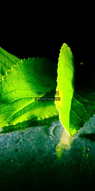【12997】植物壁纸  2K 高清壁纸2560_1600@青蛙壁纸-笨猫小站