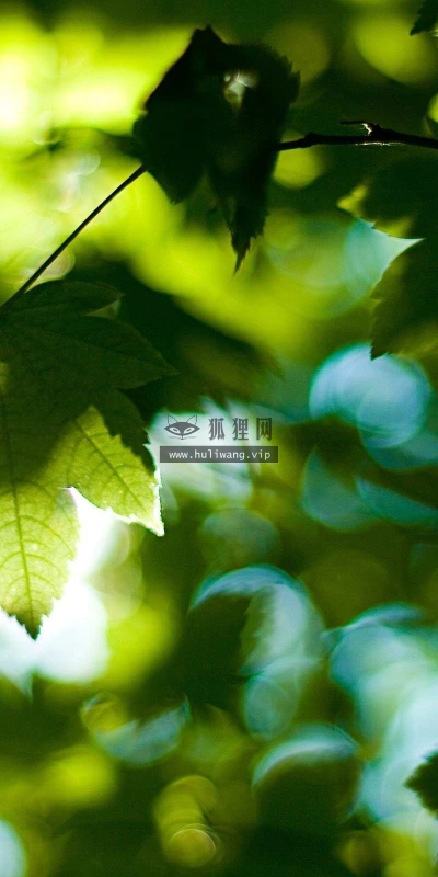 【12998】植物壁纸  2K 高清壁纸2560_1600@青蛙壁纸-笨猫小站