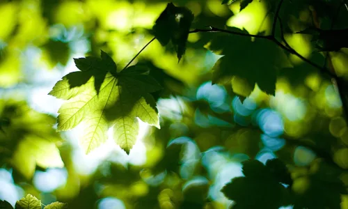 【12998】植物壁纸  2K 高清壁纸2560_1600@青蛙壁纸-笨猫小站