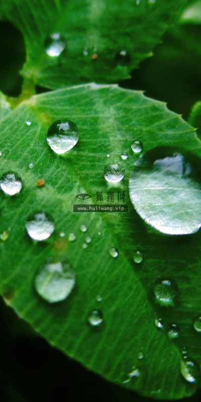 【12999】植物壁纸  2K 高清壁纸2560_1600@青蛙壁纸-笨猫小站