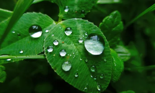 【12999】植物壁纸  2K 高清壁纸2560_1600@青蛙壁纸-笨猫小站