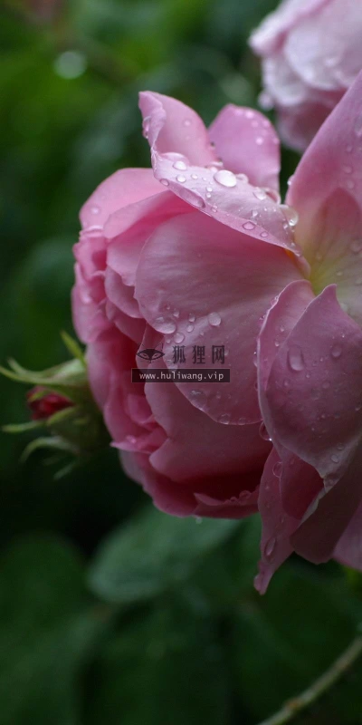 【13002】植物壁纸  2K 高清壁纸2560_1600@青蛙壁纸-笨猫小站