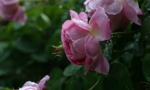 【13002】植物壁纸  2K 高清壁纸2560_1600@青蛙壁纸-笨猫小站