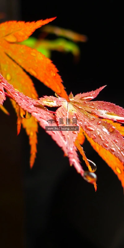 【13003】植物壁纸  2K 高清壁纸2560_1600@青蛙壁纸-笨猫小站
