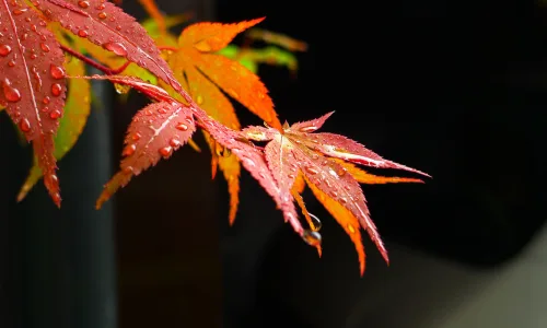 【13003】植物壁纸  2K 高清壁纸2560_1600@青蛙壁纸-笨猫小站