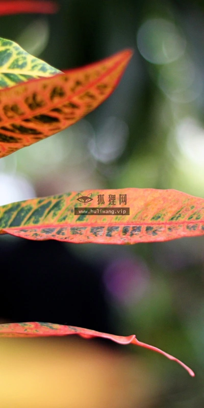【13005】植物壁纸  2K 高清壁纸2560_1600@青蛙壁纸-笨猫小站