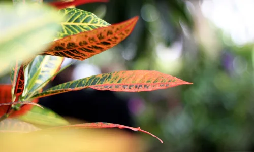 【13005】植物壁纸  2K 高清壁纸2560_1600@青蛙壁纸-笨猫小站