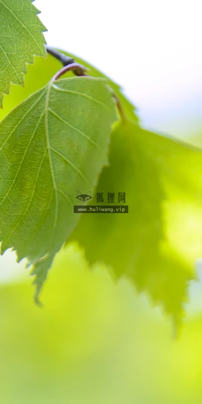 【13007】植物壁纸  2K 高清壁纸2560_1600@青蛙壁纸-笨猫小站