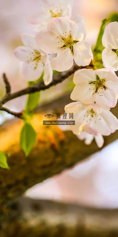 【13008】植物壁纸  2K 高清壁纸2560_1600@青蛙壁纸-笨猫小站