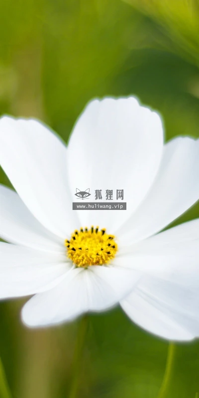 【13009】植物壁纸  2K 高清壁纸2560_1600@青蛙壁纸-笨猫小站