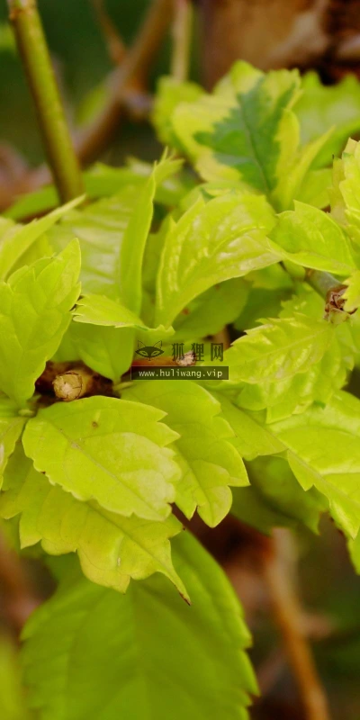 【13010】植物壁纸  2K 高清壁纸2560_1600@青蛙壁纸-笨猫小站
