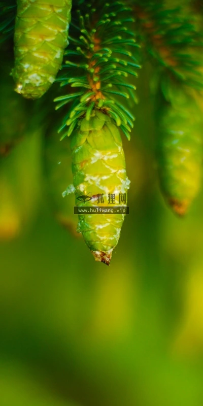 【13011】植物壁纸  2K 高清壁纸2560_1600@青蛙壁纸-笨猫小站