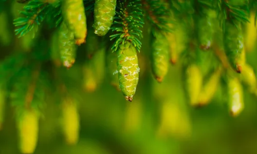 【13011】植物壁纸  2K 高清壁纸2560_1600@青蛙壁纸-笨猫小站