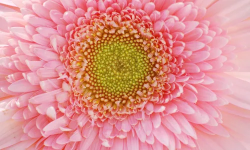 【13012】植物壁纸  2K 高清壁纸2560_1600@青蛙壁纸-笨猫小站