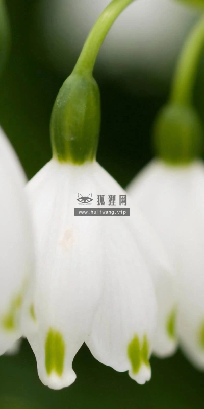 【13014】植物壁纸  2K 高清壁纸2560_1600@青蛙壁纸-笨猫小站