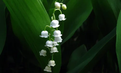【13016】植物壁纸  2K 高清壁纸2560_1600@青蛙壁纸-笨猫小站