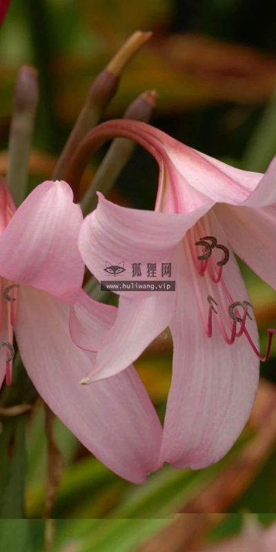【13018】植物壁纸  2K 高清壁纸2560_1600@青蛙壁纸-笨猫小站
