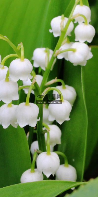 【13020】植物壁纸  2K 高清壁纸2560_1600@青蛙壁纸-笨猫小站