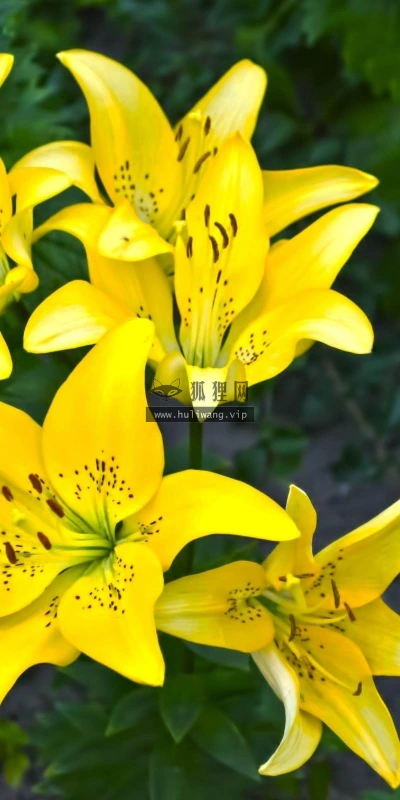 【13021】植物壁纸  2K 高清壁纸2560_1600@青蛙壁纸-笨猫小站