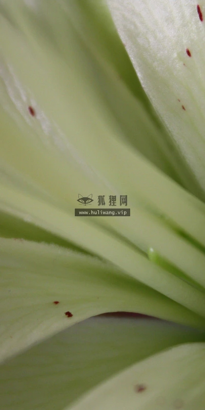【13022】植物壁纸  2K 高清壁纸2560_1600@青蛙壁纸-笨猫小站