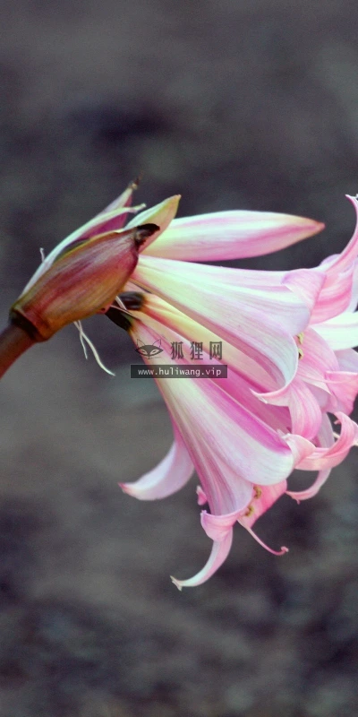 【13025】植物壁纸  2K 高清壁纸2560_1600@青蛙壁纸-笨猫小站