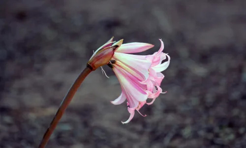 【13025】植物壁纸  2K 高清壁纸2560_1600@青蛙壁纸-笨猫小站