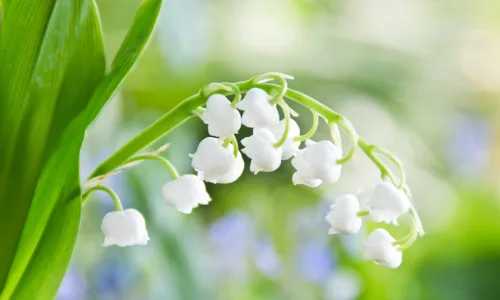 【13026】植物壁纸  2K 高清壁纸2560_1600@青蛙壁纸-笨猫小站