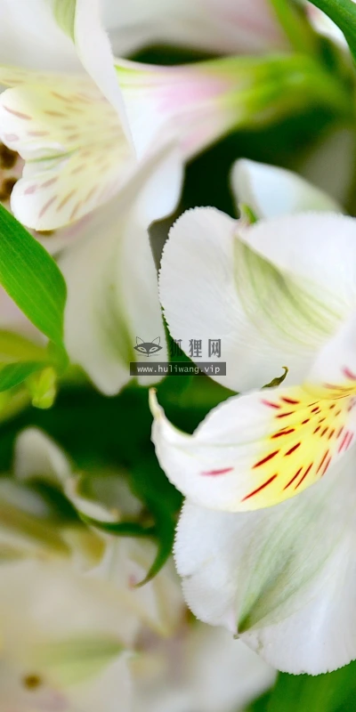 【13027】植物壁纸  2K 高清壁纸2560_1600@青蛙壁纸-笨猫小站