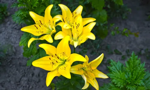 【13028】植物壁纸  2K 高清壁纸2560_1600@青蛙壁纸-笨猫小站