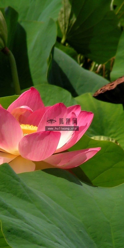 【13029】植物壁纸  2K 高清壁纸2560_1600@青蛙壁纸-笨猫小站