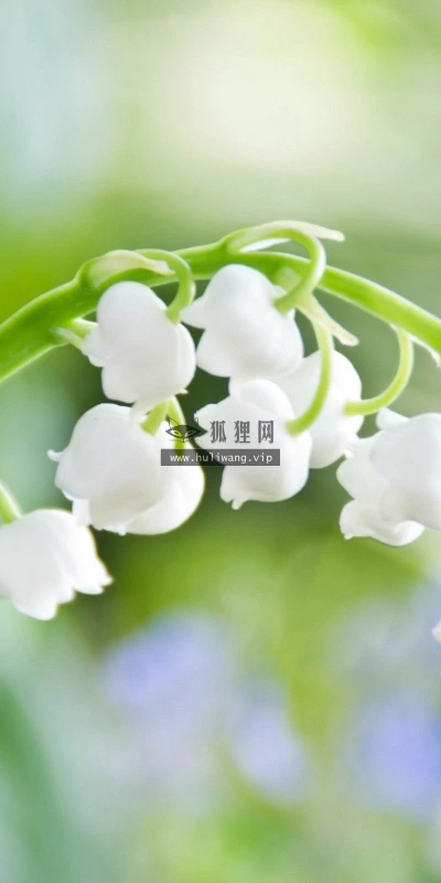 【13030】植物壁纸  2K 高清壁纸2560_1600@青蛙壁纸-笨猫小站