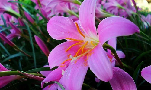 【13031】植物壁纸  2K 高清壁纸2560_1600@青蛙壁纸-笨猫小站