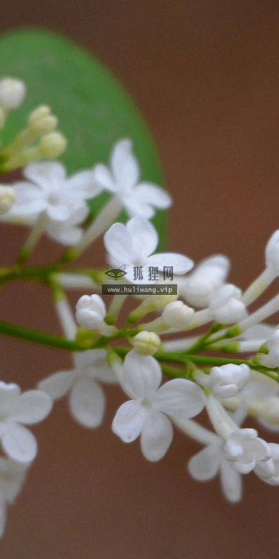 【13032】植物壁纸  2K 高清壁纸2560_1600@青蛙壁纸-笨猫小站