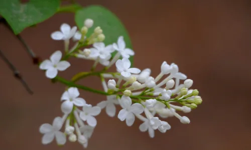 【13032】植物壁纸  2K 高清壁纸2560_1600@青蛙壁纸-笨猫小站