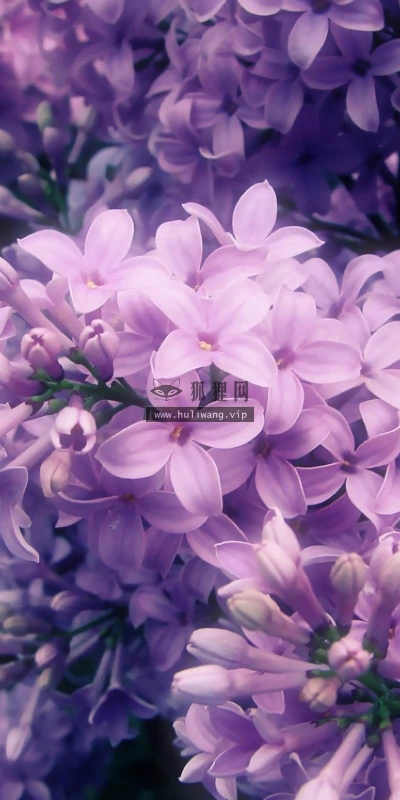 【13034】植物壁纸  2K 高清壁纸2560_1600@青蛙壁纸-笨猫小站