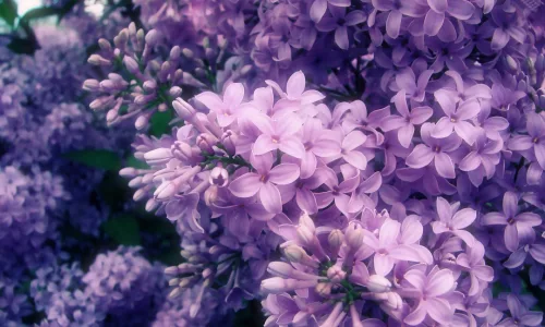 【13034】植物壁纸  2K 高清壁纸2560_1600@青蛙壁纸-笨猫小站