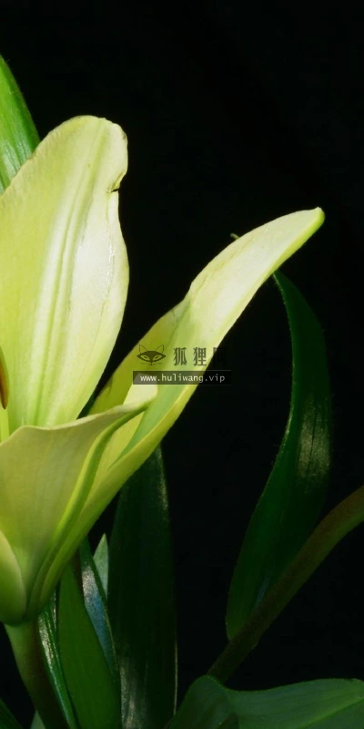 【13036】植物壁纸  2K 高清壁纸2560_1600@青蛙壁纸-笨猫小站