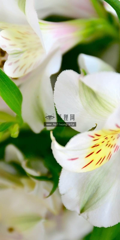 【13037】植物壁纸  2K 高清壁纸2560_1600@青蛙壁纸-笨猫小站