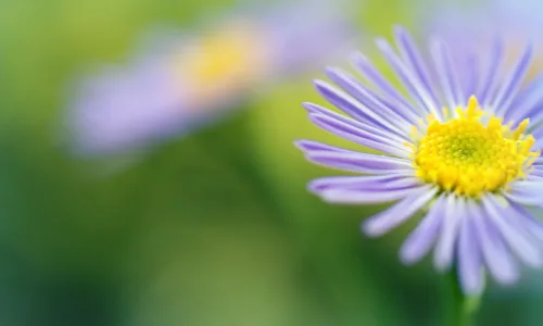 【13038】植物壁纸  2K 高清壁纸2560_1600@青蛙壁纸-笨猫小站