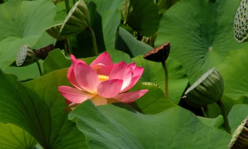 【13039】植物壁纸  2K 高清壁纸2560_1600@青蛙壁纸-笨猫小站