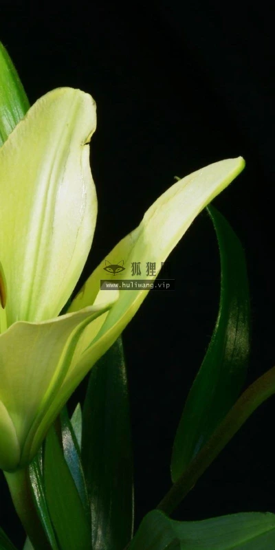 【13041】植物壁纸  2K 高清壁纸2560_1600@青蛙壁纸-笨猫小站
