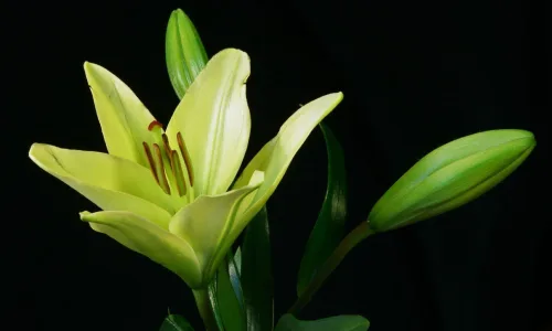 【13041】植物壁纸  2K 高清壁纸2560_1600@青蛙壁纸-笨猫小站