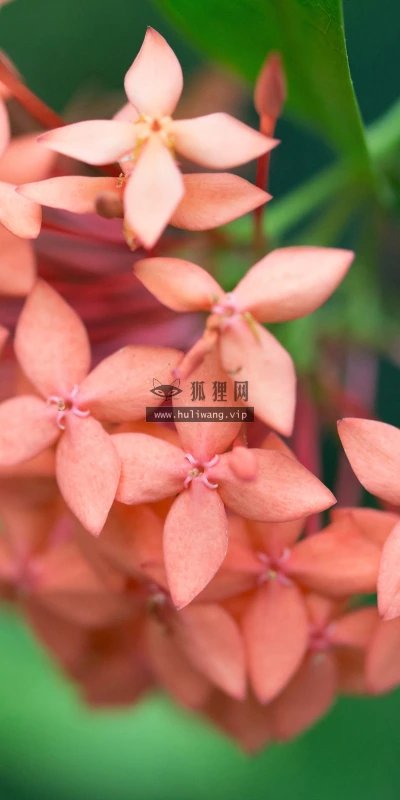 【13042】植物壁纸  2K 高清壁纸2560_1600@青蛙壁纸-笨猫小站
