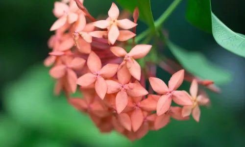 【13042】植物壁纸  2K 高清壁纸2560_1600@青蛙壁纸-笨猫小站