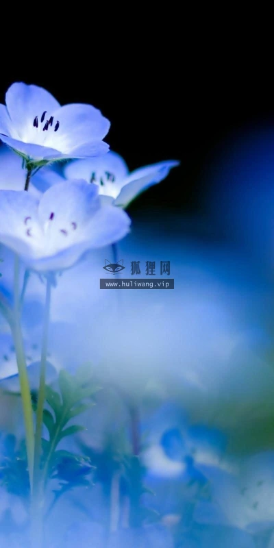 【13044】植物壁纸  2K 高清壁纸2560_1600@青蛙壁纸-笨猫小站