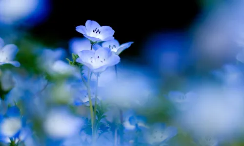 【13044】植物壁纸  2K 高清壁纸2560_1600@青蛙壁纸-笨猫小站