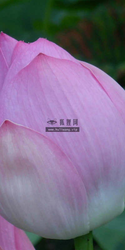 【13045】植物壁纸  2K 高清壁纸2560_1600@青蛙壁纸-笨猫小站